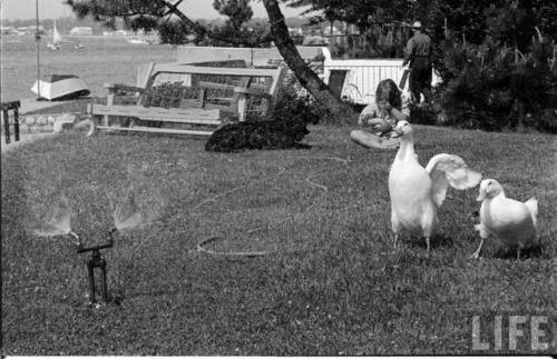 Ducks playing in the sprinkler(George Silk. 1962)