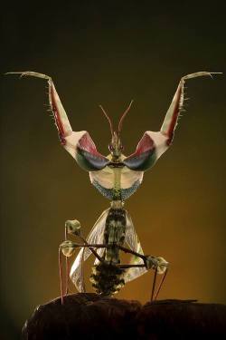 spectacularuniverse:  The Giant Devil’s Flower Mantis is one of the largest species of praying mantis. It is native to East Africa. More info: http://is.gd/DbgXqM© Igor Siwanowicz |