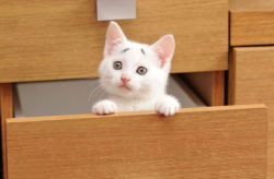 ultracutepets:  Kitten Born with Permanently