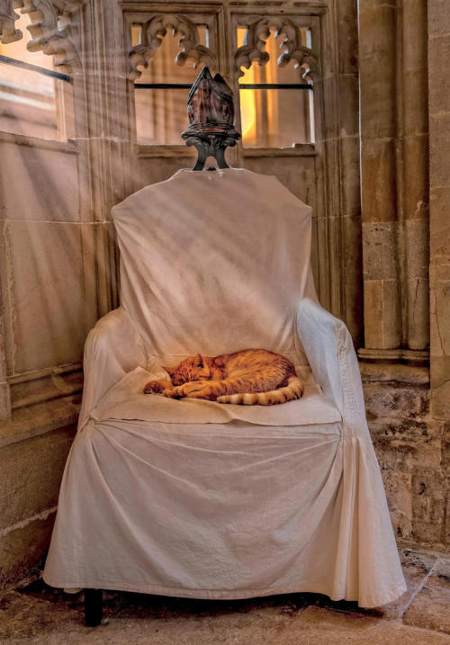 Cat Nap at Wells Cathedral (via Bill Hansell)