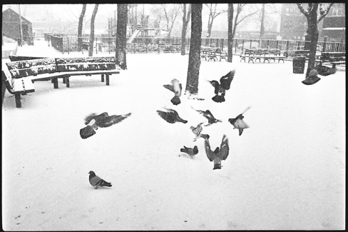 Pigeons and seagulls in NYC. Photos by me.