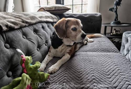 Fine Art Portrait Of The Captivating Capri The Beagle