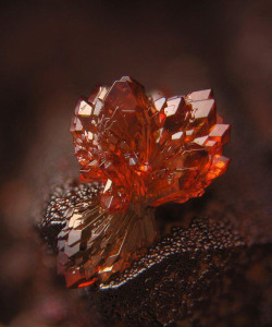 zafojones:Strengite crystals (FePO4 · 2H2O) are typically prismatic and can be aggregate like the one shown.