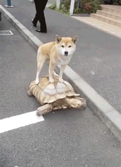 gif-guy:  Other Funny Gifs http://gif-guy.tumblr.com/