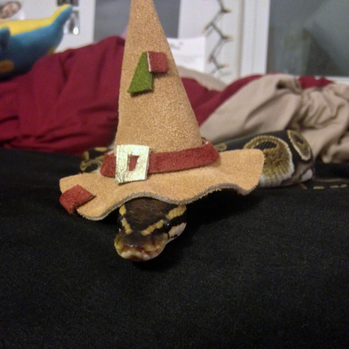 fiddle-funk: Coworker made Liechi a hat! It’s hands down the cutest thing I’ve ever seen