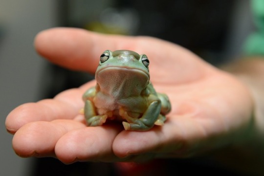 usbdongle:  usbdongle:  viewer reblog, youre in for a frog  