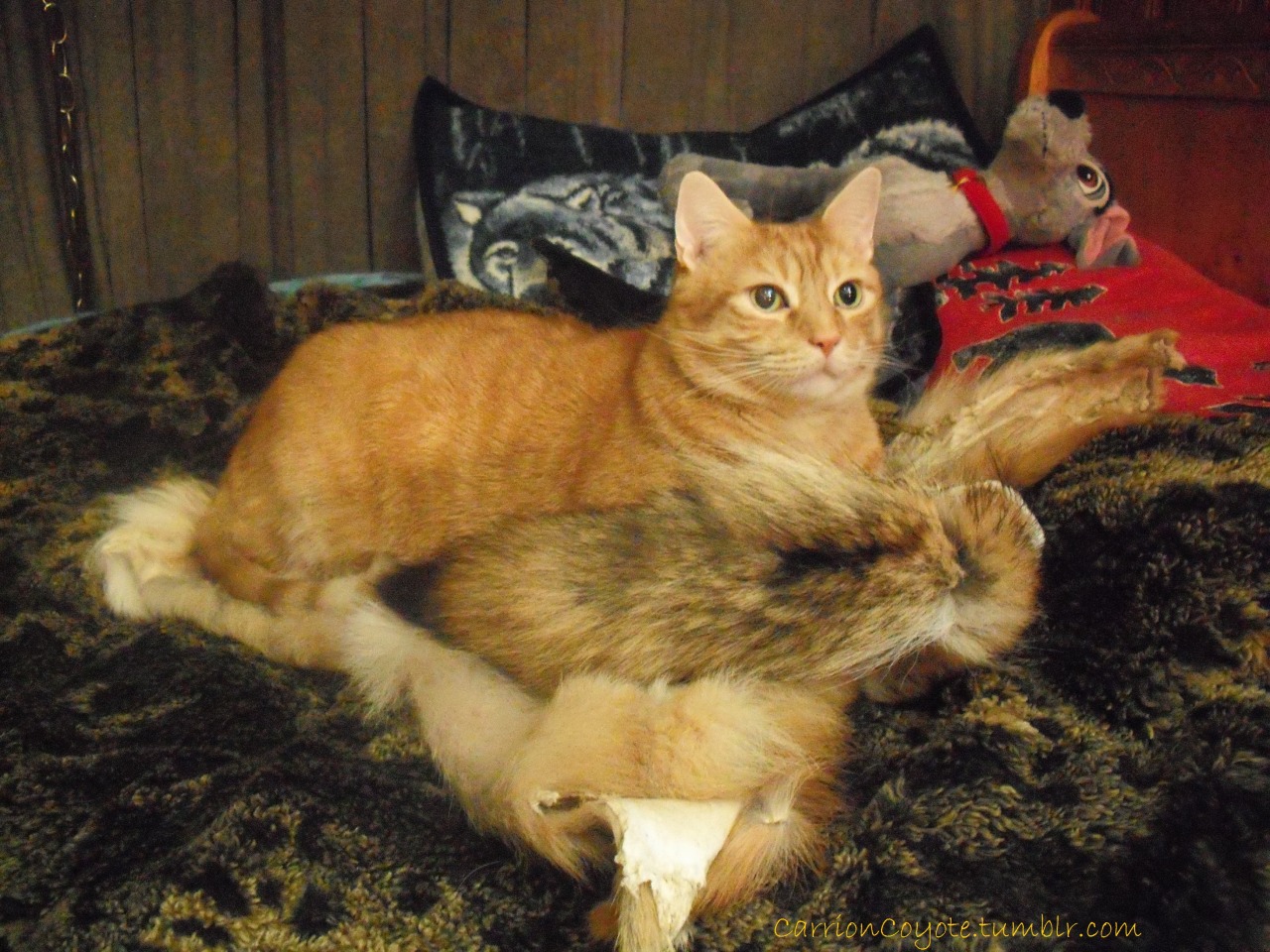 carrioncoyote:  Got a new coyote today. Tucker really took a liking to it.