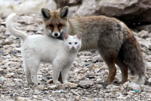 blua: A cat and fox became two unlikely best friends that share a territory and hunt toget