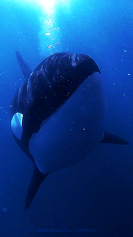 Happy World Whale & Dolphin Day! 🐬🐳🐋