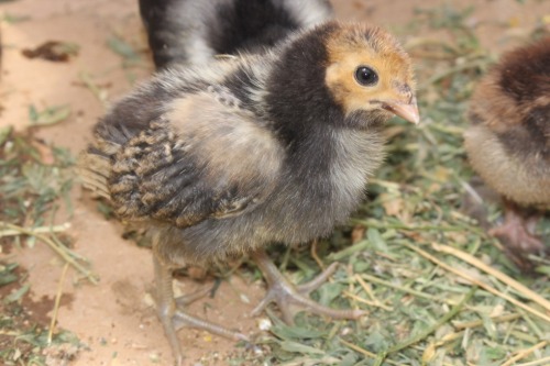 teenytinydinosaurfarm:CREAM BRABANTER CHICKS©TeenyTny DinosaurFarmCream Brabanters - the nearly two 