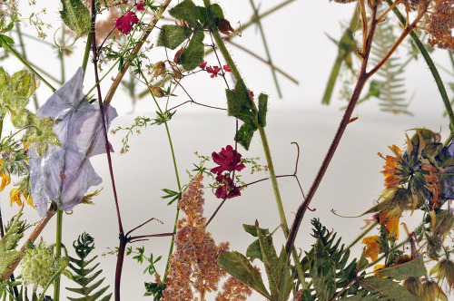 fairysprouht: crystallizations:Pressed flower sculpture by Ignacio Canales Aracil. this is so cool?!