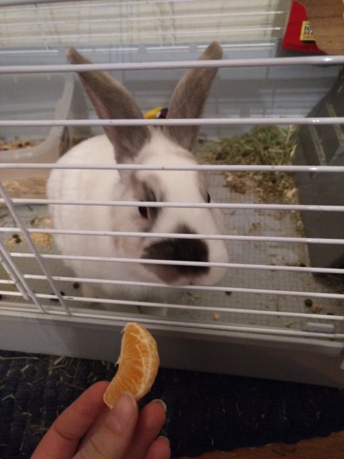 A New Fruit!