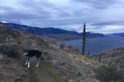 loyal-as-a-dog:Teeko and I drove home (Alberta) for Christmas a few weeks ago (from Victoria). We had a good (but very windy) road trip and spent a couple nights in the mountains on the way to Alberta, allowing us to take in some scenery. Here are some