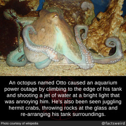 mindblowingfactz:  An octopus named Otto caused an aquarium power outage by climbing to the edge of his tank and shooting a jet of water at a bright light that was annoying him. He’s also been seen juggling hermit crabs, throwing rocks at the glass