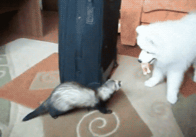 that ferret is me &lt; |3