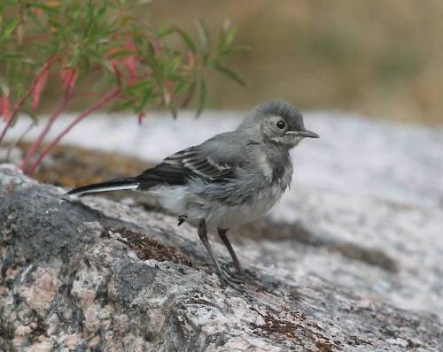 Juvenile White wagtail/sädesärla.