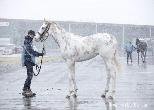 all-the-horses:Marble CakeKing Kamehameha x ShirayukihimeThoroughbred, MareBorn 2011This racehorse w