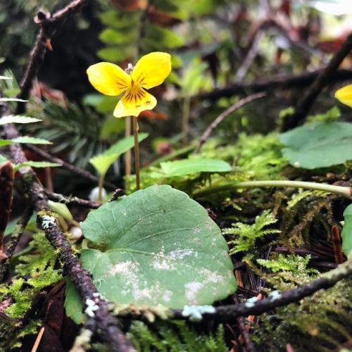 Evergreen Violet, Viola sempervirens (Violaceae). &hellip; As the name suggests, these little vi