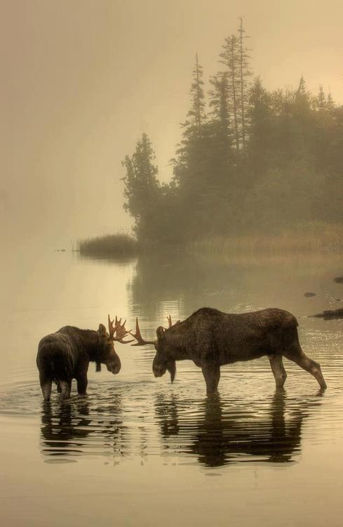 Porn Pics Moose on a misty morning