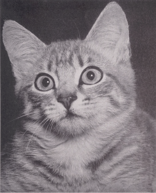 nemfrog:Prize-winning photo. Flash in modern photography. 1941.Internet Archive