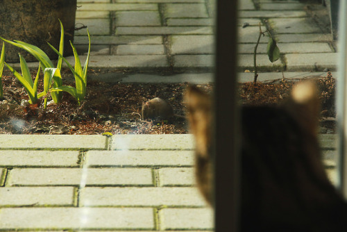 Window mouser