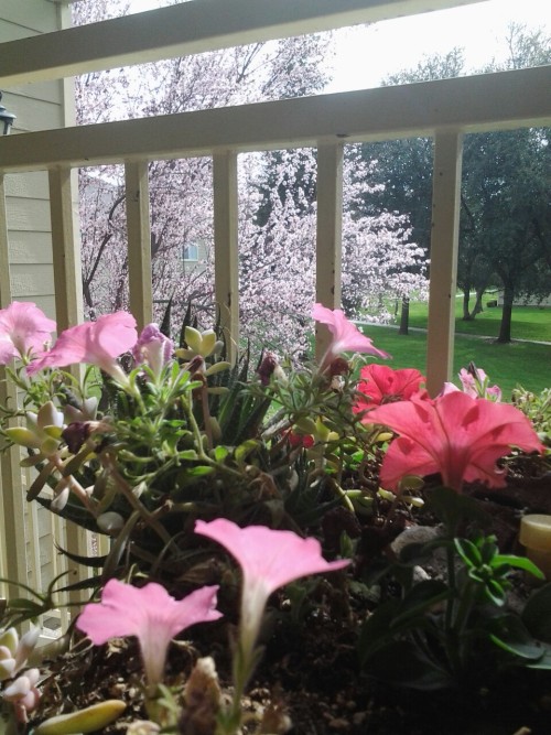 barrinade64:barely-eraser requested cute flowers! took this on my balcony