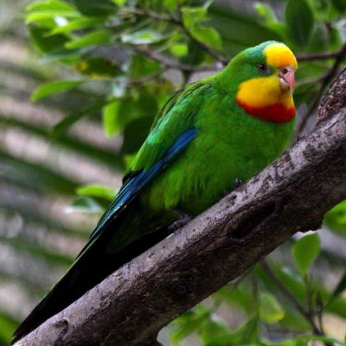 java-jungle:  oceaniatropics:  male Superb Parrot (Polytelis swainsonii)   Let nature heal you  ❁❁ t
