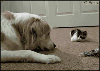 failsnet:  Tumblr Fails.net - Boop, scared?