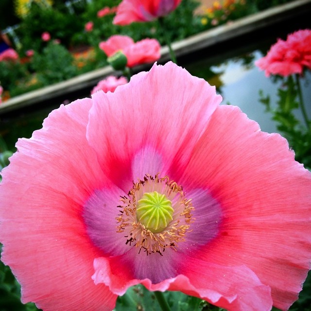 iosgirl:
“ #opiumpoppy flower (at Missouri Botanical Garden)
”
Opium poppies (Papaver somniferum) have sprouted along our Swift Family Vista, and the bees could not be happier.