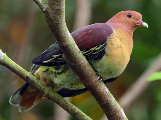 thebusylilbee:just found out about the Cinnamon-headed green pigeon… holy shit how gorgeous 