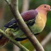 thebusylilbee:just found out about the Cinnamon-headed green pigeon… holy shit how gorgeous 