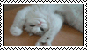 deviantArt style stamp of an upside down white cat playfully stretching out its paws on the floor