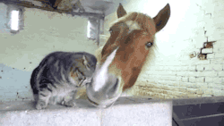 cuties-overload:  Cat and horse are unlikely
