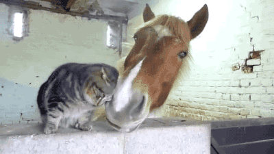 XXX cuties-overload:  Cat and horse are unlikely photo