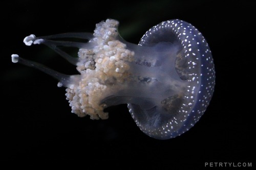 Phyllorhiza Punctata.