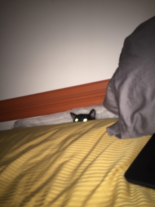 kineticpage:THE BED GOBLIN HAS BEEN SPOTTED