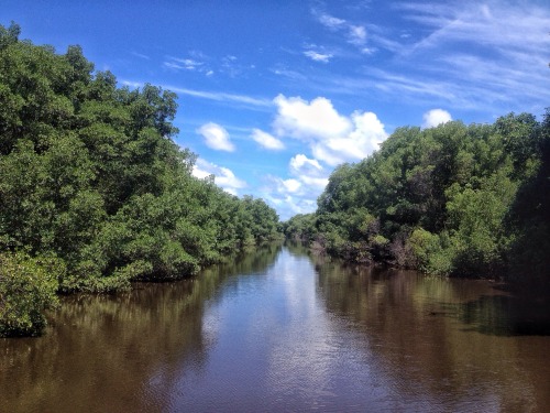 culturallywild: The Nariva swamp, manzanilla/ mayaro, Trinidad.  Copyright 2015 Troy De Chi. All ri