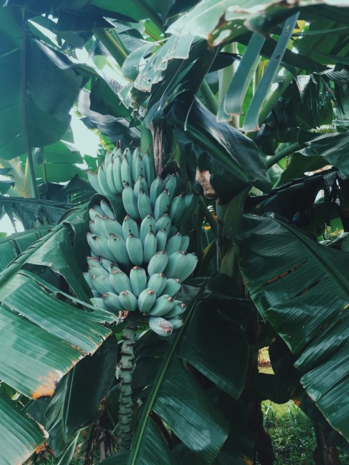 banana plant