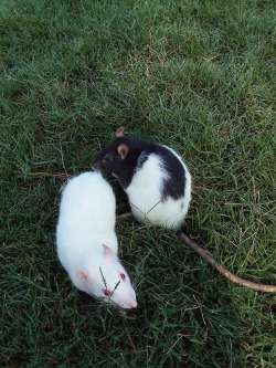 i-rate-rats: woggywoowoo:  Finally got a good picture of Sugar and Cookie on their little adventure into the great outdoors. Sugar was happier staying by me, but Cookie seemed ready to give up her comfortable life for one as a wild rat, living free and
