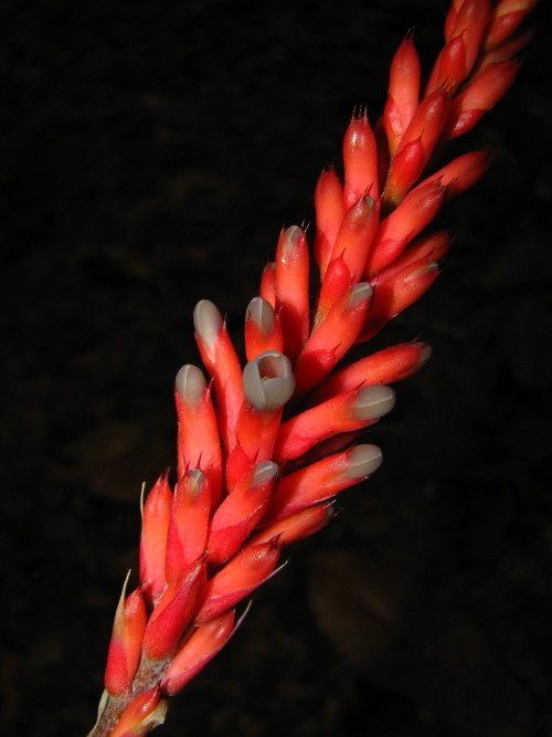 Scientific Name - Aechmea apocalyptica hybrid
Common Name - Orange Matchstick Bromeliad
Place of Origin - Brazil
Status - Not known
Edit: I’ve been told that this is an A. apocalyptica hybrid, because of the muddy flower color. The real Aechmea...