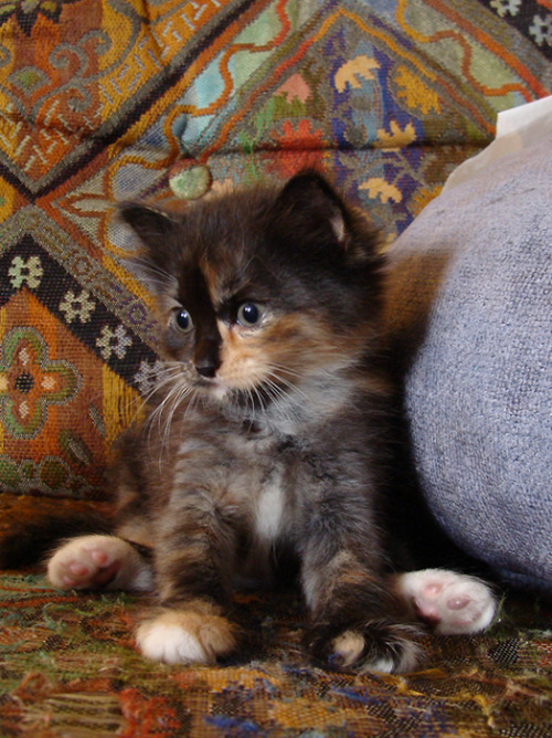 My cat Macchiato when she was a kitten (via desertinyourface)