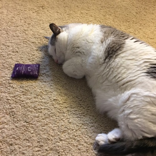 chocolatequeennk: Played out. @chubbycattumbling