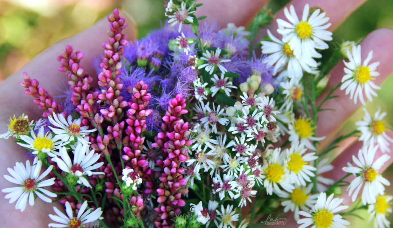 frolicingintheforest: SO pretty! &lt;3 