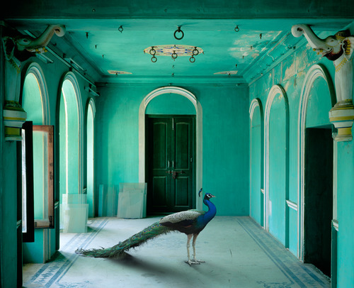 haathihouse:
“Haathi n Cock.
Karen Knorr photo
www.HaathiHouse.tumblr.com
”