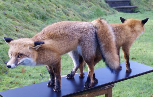 Red Foxs in a post-coital tied position By D.Frampton . 2011 for the Natural History Museum London, 