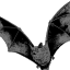 vampyretooth