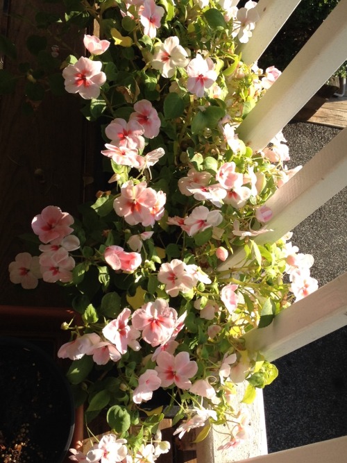 nyackbackyard:Our front porch is so colorful this summer because of the loopback watercontroller Dun