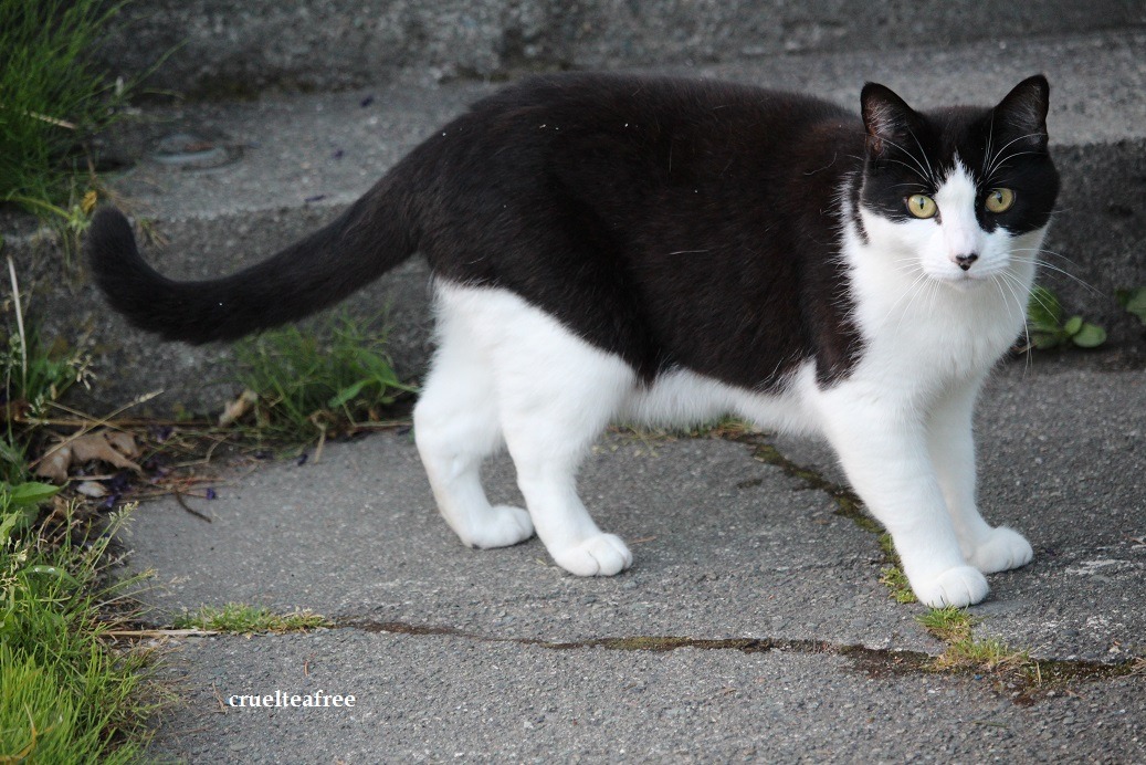 cruelteafree:photo by J Cappsfor cruelteafree