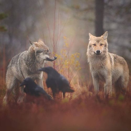 wolveswolves: Wild wolves in Finland by Niko Pekonen