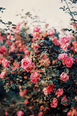 casa-de-flor:  Tumblr on We Heart It - http://weheartit.com/entry/38011722/via/delicatesse